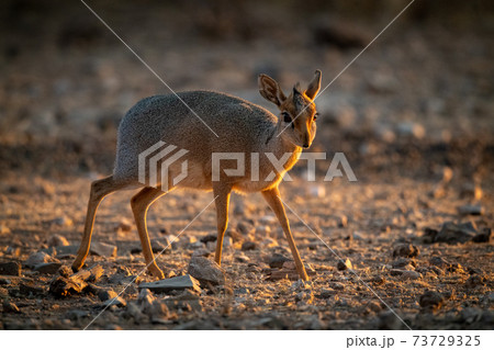 Kirk dik-dik walks over scree at sunrise 73729325