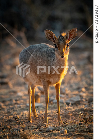 Kirk dik-dik stands on scrub watching camera 73729327