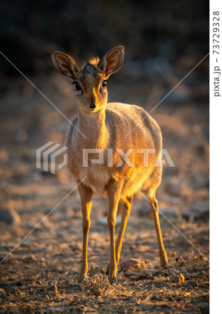 Kirk dik-dik stands on scrub eyeing camera 73729328