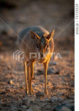 Kirk dik-dik stands on gravel at dawn 73729329