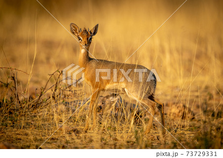 Kirk dik-dik stands in grass eyeing camera Kirk dik-dik stands in grass eyeing camera 73729331