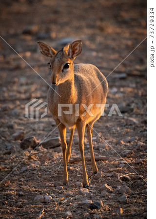 Kirk dik-dik stands in golden dawn light Kirk dik-dik stands in golden dawn light 73729334