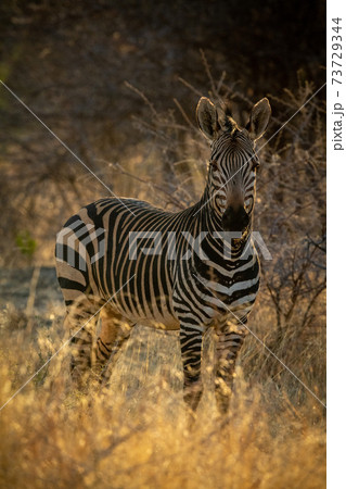 Hartmann mountain zebra stands in thick undergrowth 73729344