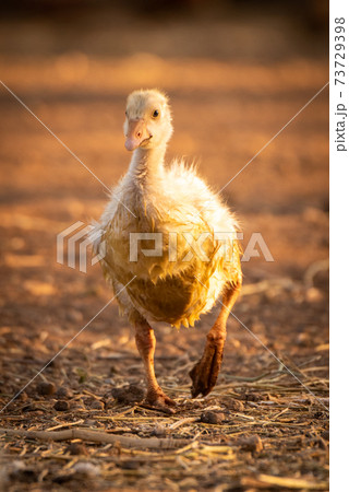 Gosling walking towards camera lifting left foot Gosling walking towards camera lifting left foot 73729398