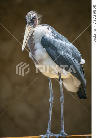 アフリカハゲコウを斜めから 背景を単純にして撮るの写真素材