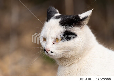 怒る猫 73729966