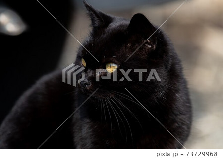 黒猫 73729968