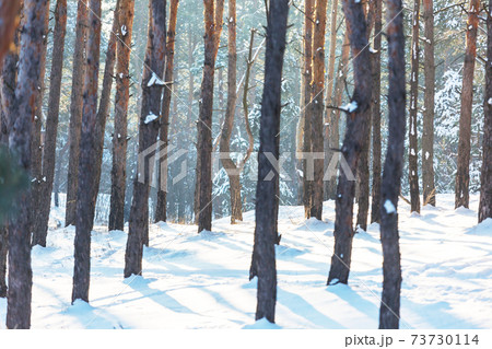 Winter forest Winter forest 73730114