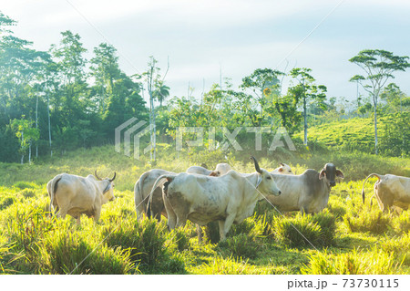 White cow White cow 73730115