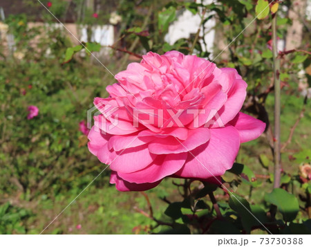 バラ アルシデュック・ジョセフ Archiduc Joseph バラ アルシデュック・ジョセフ Archiduc Joseph 73730388