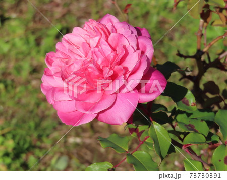 バラ　アルシデュック・ジョセフ 　Archiduc Joseph 73730391