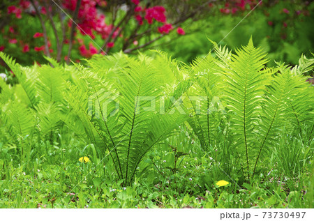 シダ類の若葉の美しい風景 73730497