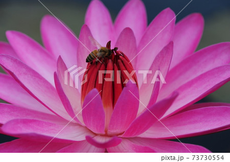 花 万 クローズアップ 73730554