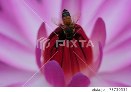 花 万 クローズアップ 73730555