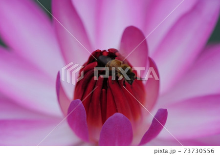 花 万 クローズアップ 73730556