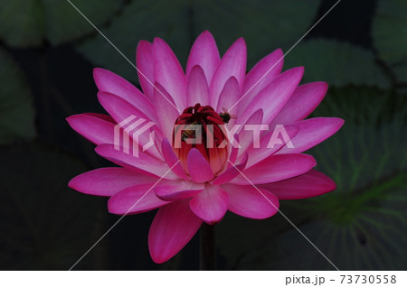 花 万 クローズアップ 73730558