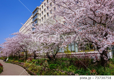 満開の桜で賑わう目黒川緑道(東邦大学大橋病院の脇) 満開の桜で賑わう目黒川緑道(東邦大学大橋病院の脇) 73730758