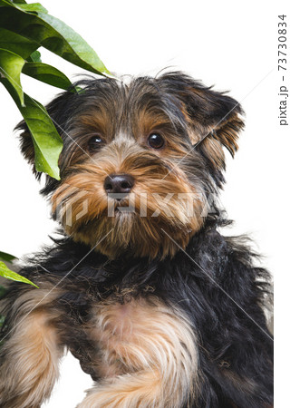 Adult Yorkshire Terrier sticking the tongue out in front of a white background 73730834
