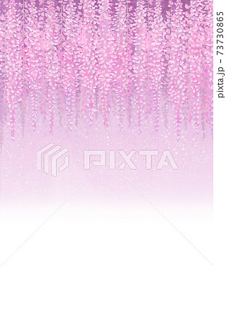 ピンク色の藤の花　グラデーション　縦 73730865