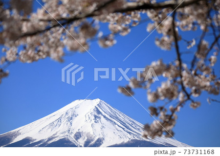 富士山 満開の桜 富士山 満開の桜 73731168