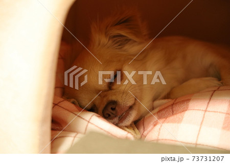 ロングコートチワワ ロングコートチワワ 73731207