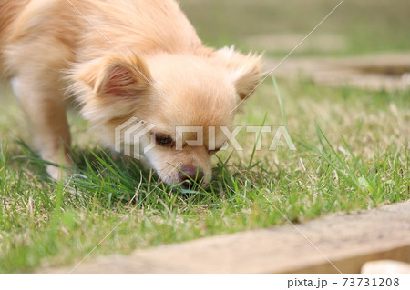 ロングコートチワワ 73731208