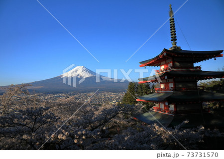 富士山 五重塔 満開の桜 富士山 五重塔 満開の桜 73731570