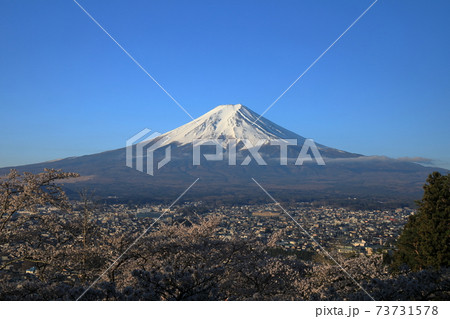 富士山 五重塔 満開の桜 富士山 五重塔 満開の桜 73731578