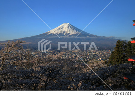 富士山 五重塔 満開の桜 富士山 五重塔 満開の桜 73731731