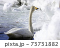 冬　雪景色　白鳥 73731882