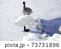 冬　雪景色　白鳥 73731896