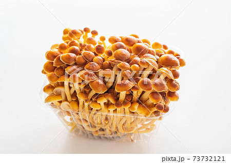 柿の木茸 73732121