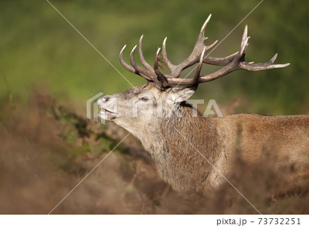 Close-up of a red deer stag during rutting season in autumn 73732251