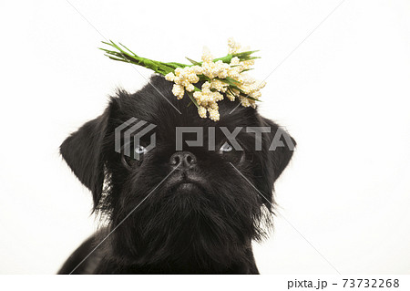 image of dog white background 73732268
