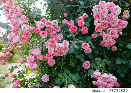 ピンクの可愛い花がたくさん咲くつるバラ アンジェラ Angelaの写真素材