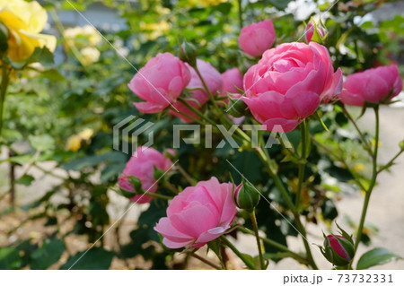 ピンクの可愛い花がたくさん咲くつるバラ アンジェラ Angelaの写真素材
