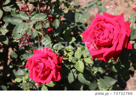 ビロードのような光沢のある赤いバラ アントニア リッジ Antonia Ridge の写真素材