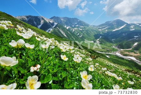 北アルプス 立山に咲き誇るチングルマ 73732830