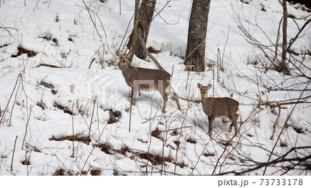 雪の中に佇む野生のシカ 73733178
