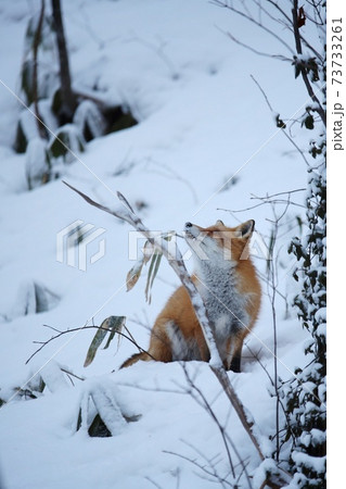 雪の中のキツネの写真素材