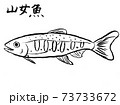 ヤマメ 73733672
