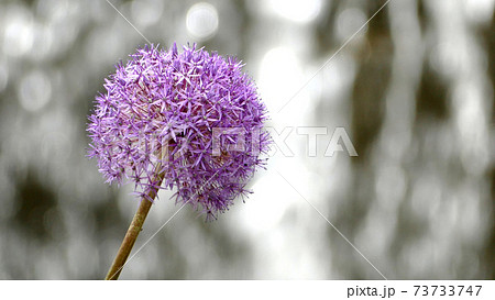 アリウム　グローブマスター 73733747