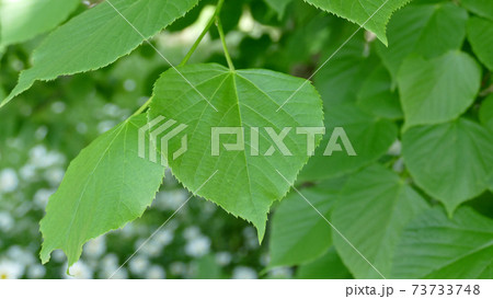 西洋菩提樹 73733748