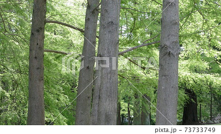 ラクウショウ 沼杉 ラクウショウ 沼杉 73733749