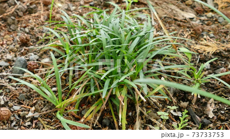 ジャノヒゲ　リュウノヒゲ　麦門冬 73733753