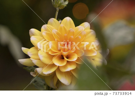 Beautiful specimen of dahlia flower, Madrid, Spain. Beautiful specimen of dahlia flower, Madrid, Spain. 73733914