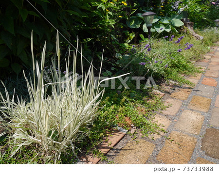 緑溢れる庭先 73733988