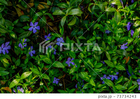 Purple blue flowers of periwinkle vinca minor in spring garden. Purple blue flowers of periwinkle vinca minor in spring garden. 73734243