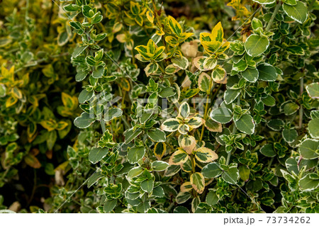 Euonymus fortunei. Yellow and green leaves of euonymus fortunei. Euonymus fortunei. Yellow and green leaves of euonymus fortunei. 73734262
