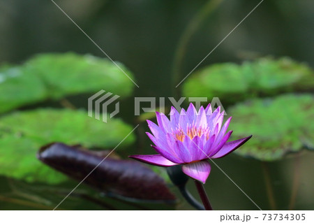 水面に優雅に浮かぶ 73734305